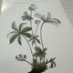 Botanical Plate 1800 Old Naturalist Engraving 19th Century Double-Sided