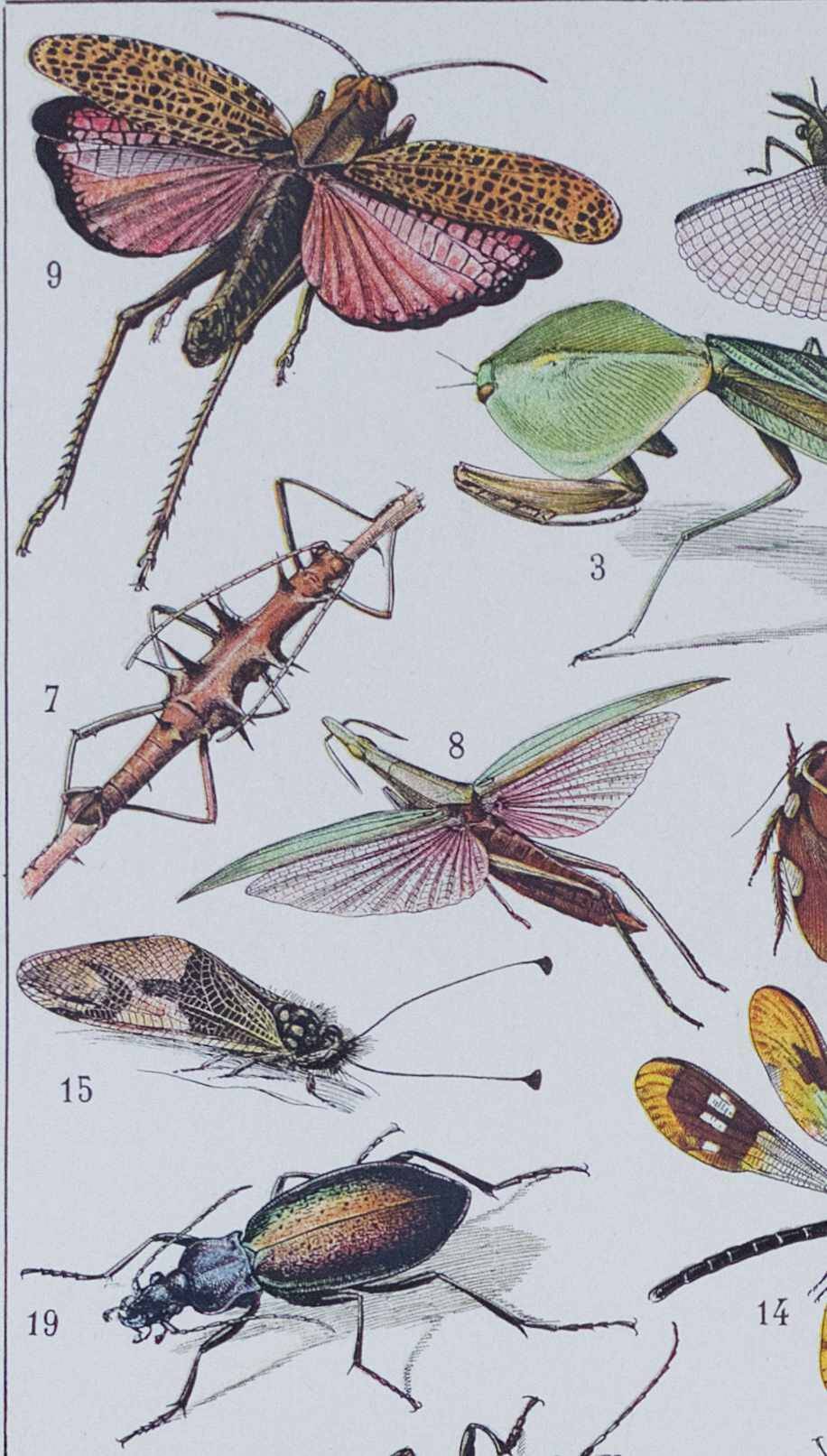 Original plate from 1930: insects, the art of scientific detail.