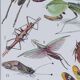 Original plate from 1930: insects, the art of scientific detail.