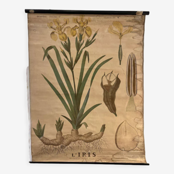 Ancienne planche de botanique de la maison Deyrolle “L’Iris”