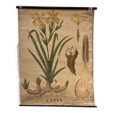 Old botanical plate from the Deyrolle house “L'Iris”