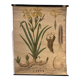 Old botanical plate from the Deyrolle house “L'Iris”