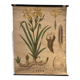 Ancienne planche de botanique de la maison Deyrolle “L’Iris”