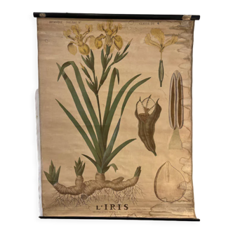 Old botanical plate from the Deyrolle house “L'Iris”