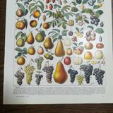 Lithograph on fruits from 1928