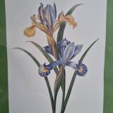 Iris botanical board