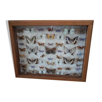 Old frame naturalized butterflies