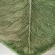 Dish leaf in dabbling