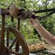 Rouet en bois