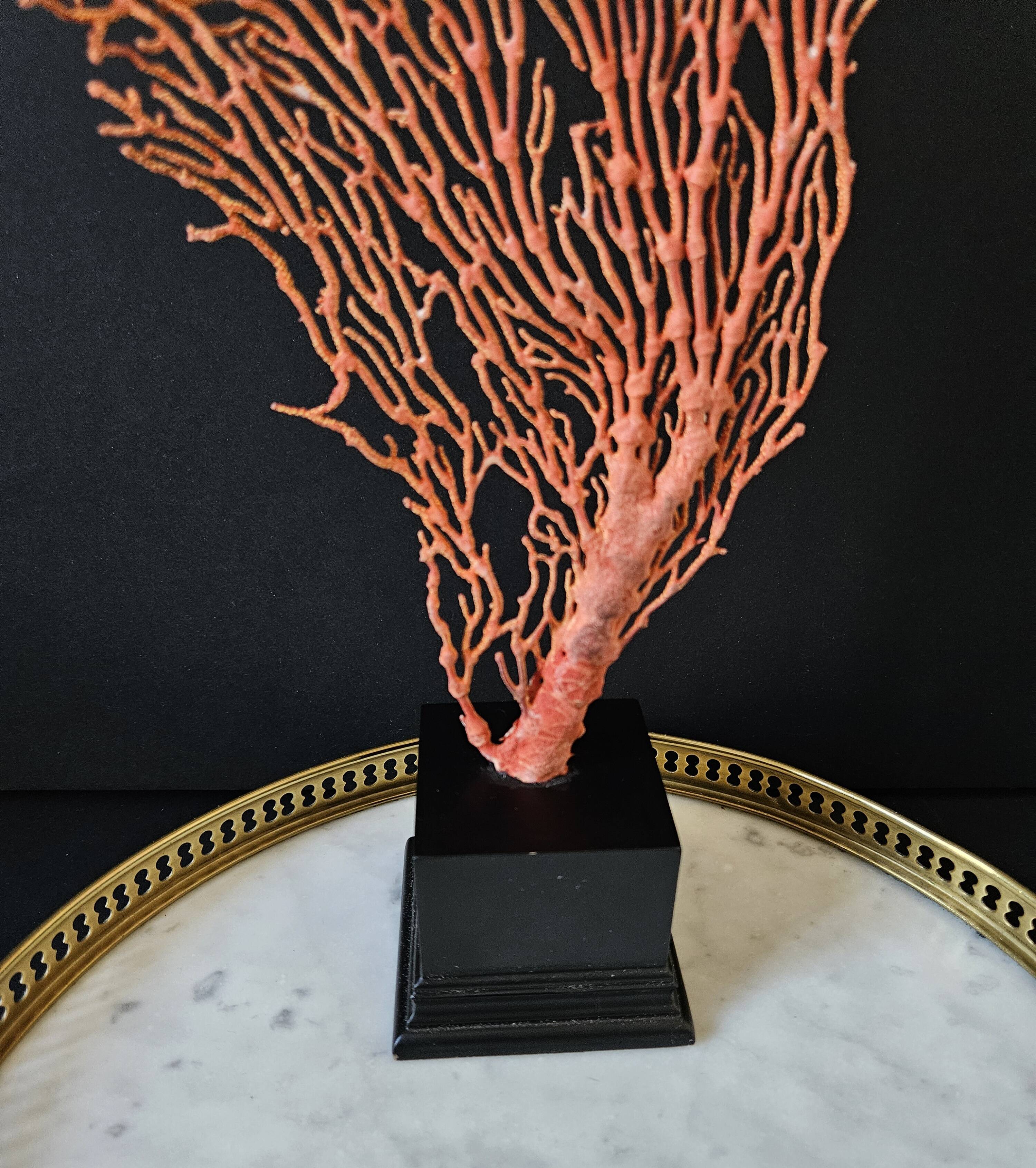 Large Red/Orange Gorgon Black wooden base. H: 36 cm