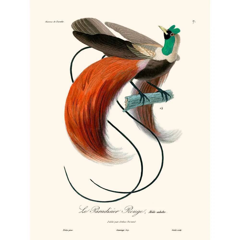 Vintage illustration of the Red Bird of Paradise (Paradisaea rubra) male with elegant red tail feathers.