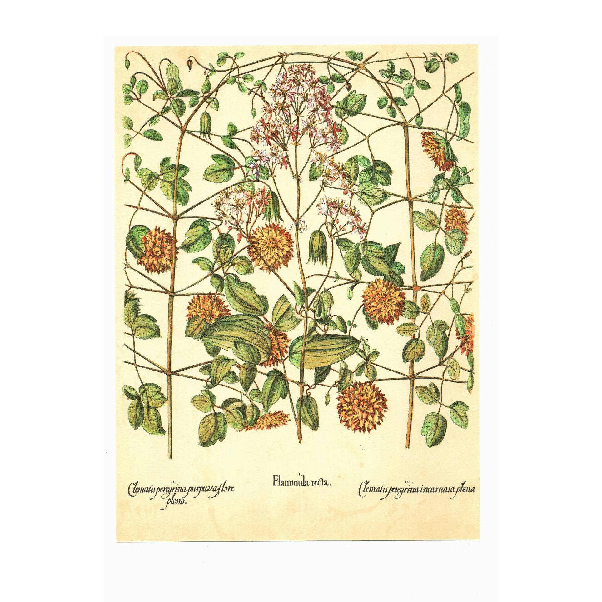 Old illustration 1959 - Clematis - vintage botanical plate