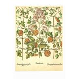 Old illustration 1959 - Clematis - vintage botanical plate