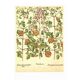 Old illustration 1959 - Clematis - vintage botanical plate