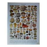 Original lithograph on mushrooms (1)