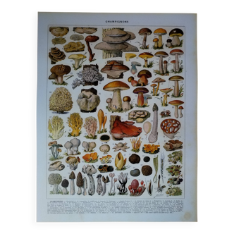 Original lithograph on mushrooms (1)