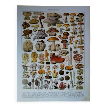 Lithographie originale sur les champignons