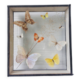 Cadre taxidermie papillons