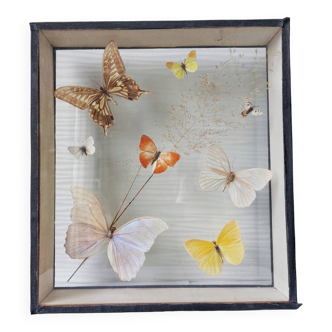 Butterflies taxidermy frame