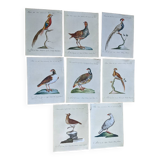 8 bird illustrations