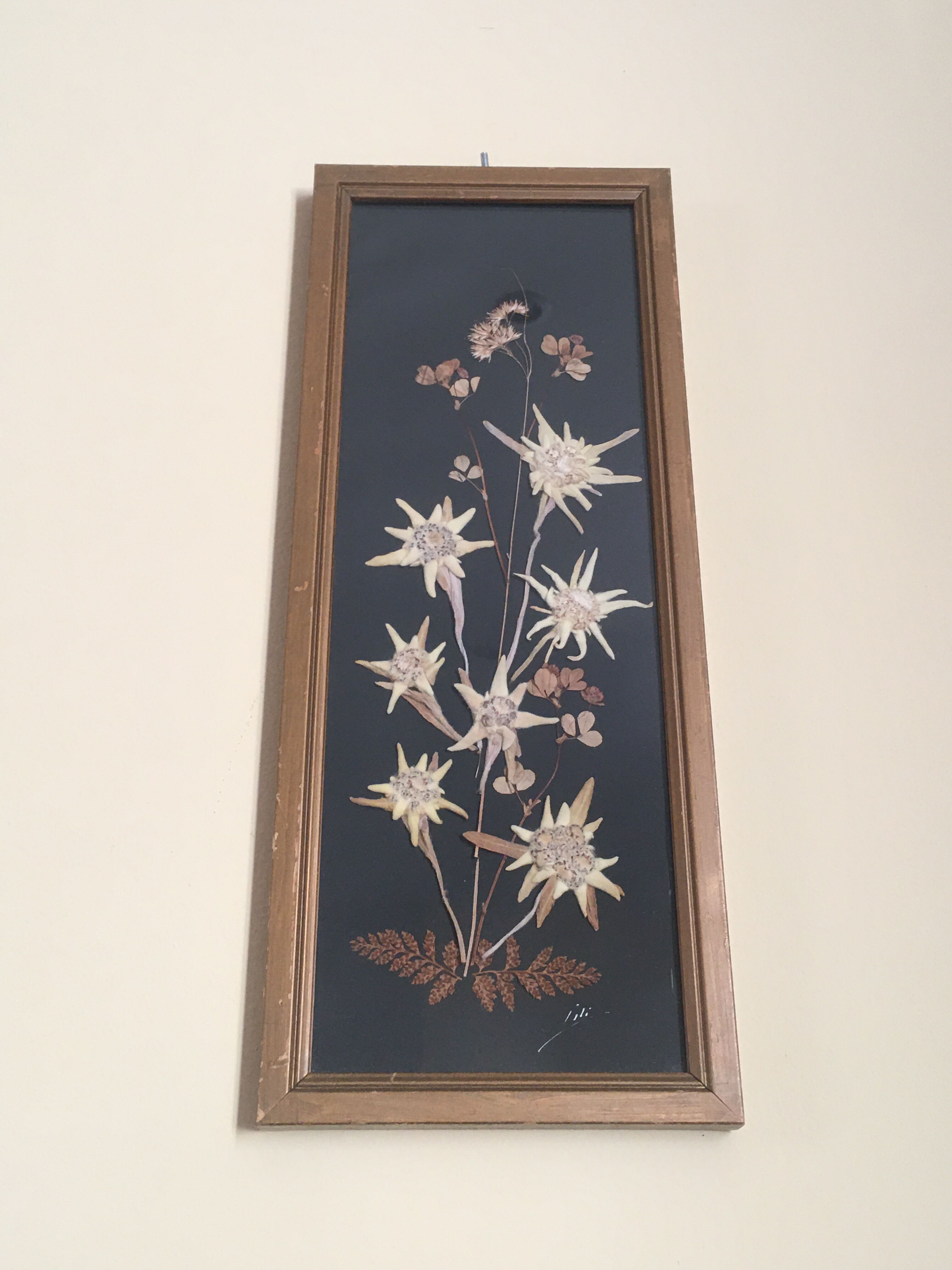 Mountain Herbier Edelweiss