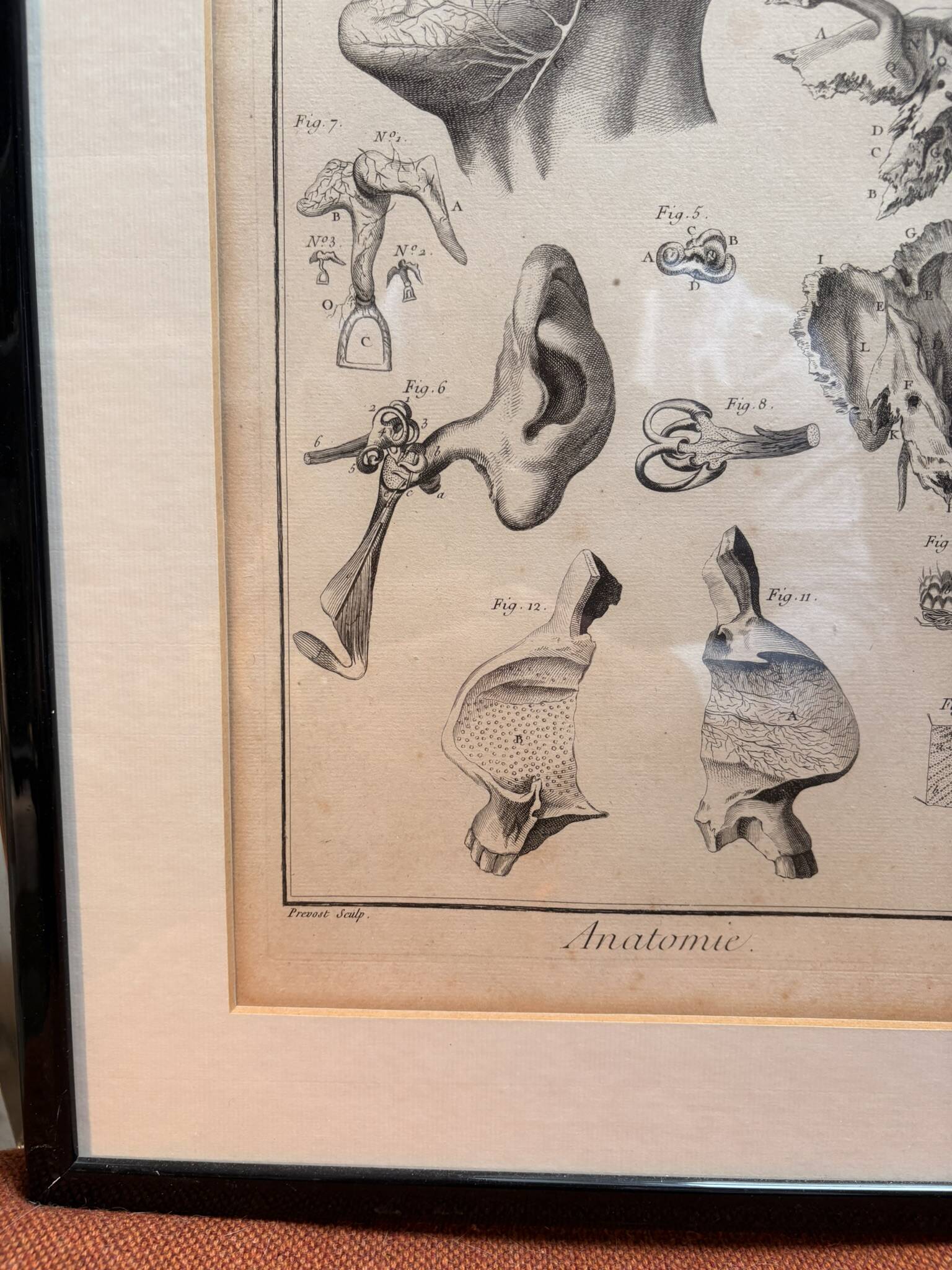 Engraving of Verney Duverney Valsava Encyclopaedia Direct Anatomy Ear