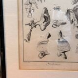 Engraving of Verney Duverney Valsava Encyclopaedia Direct Anatomy Ear