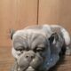Ceramic English Bulldog
