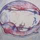 Max ernst : après moi le xxe siècle - lithographie originale
