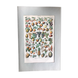 Original vintage fruit board