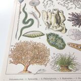 Lithograph plate world of the sea oceanography 1900