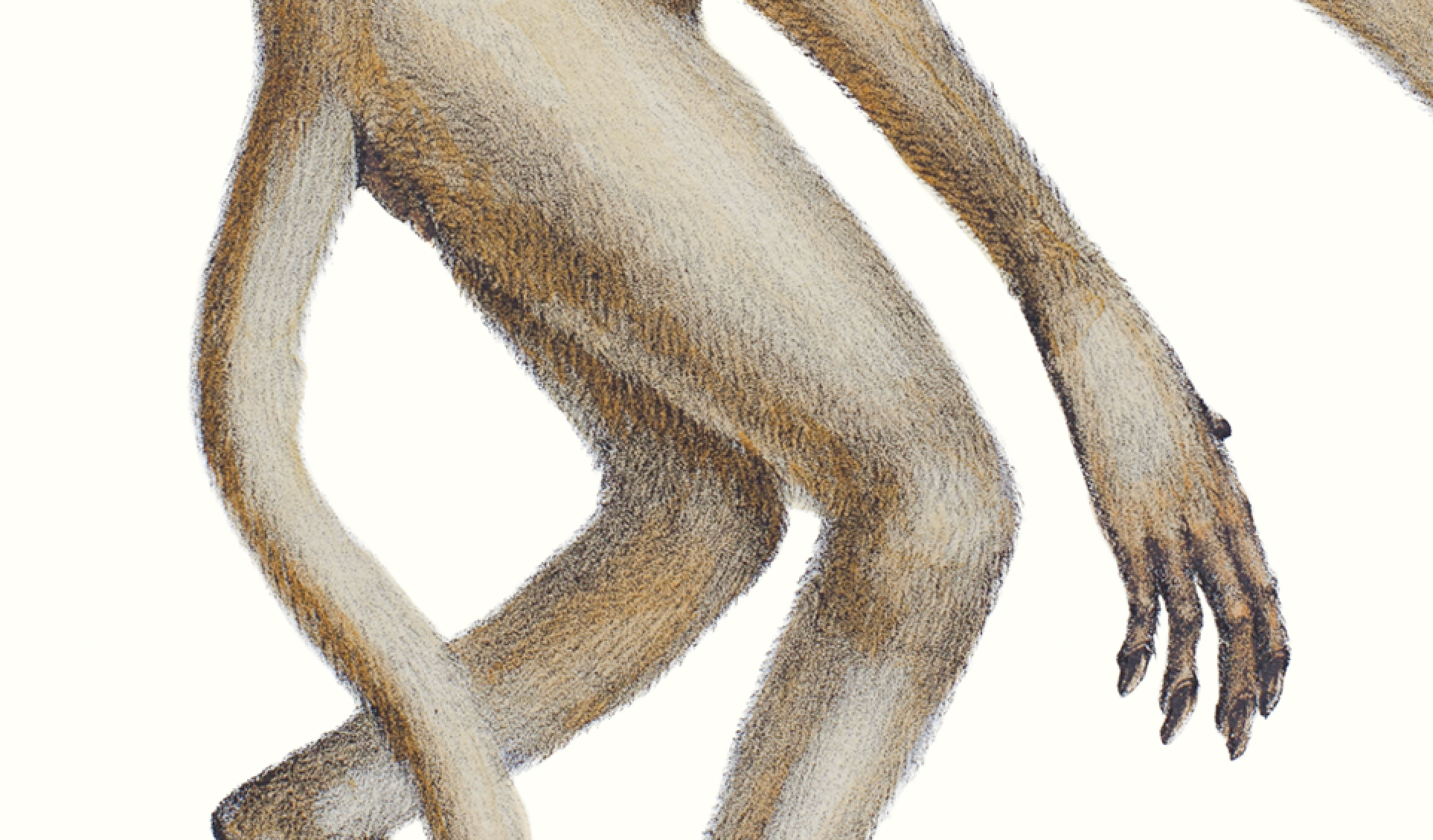 Lithograph engraving animal chimera - the mirilion