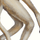 Lithograph engraving animal chimera - the mirilion