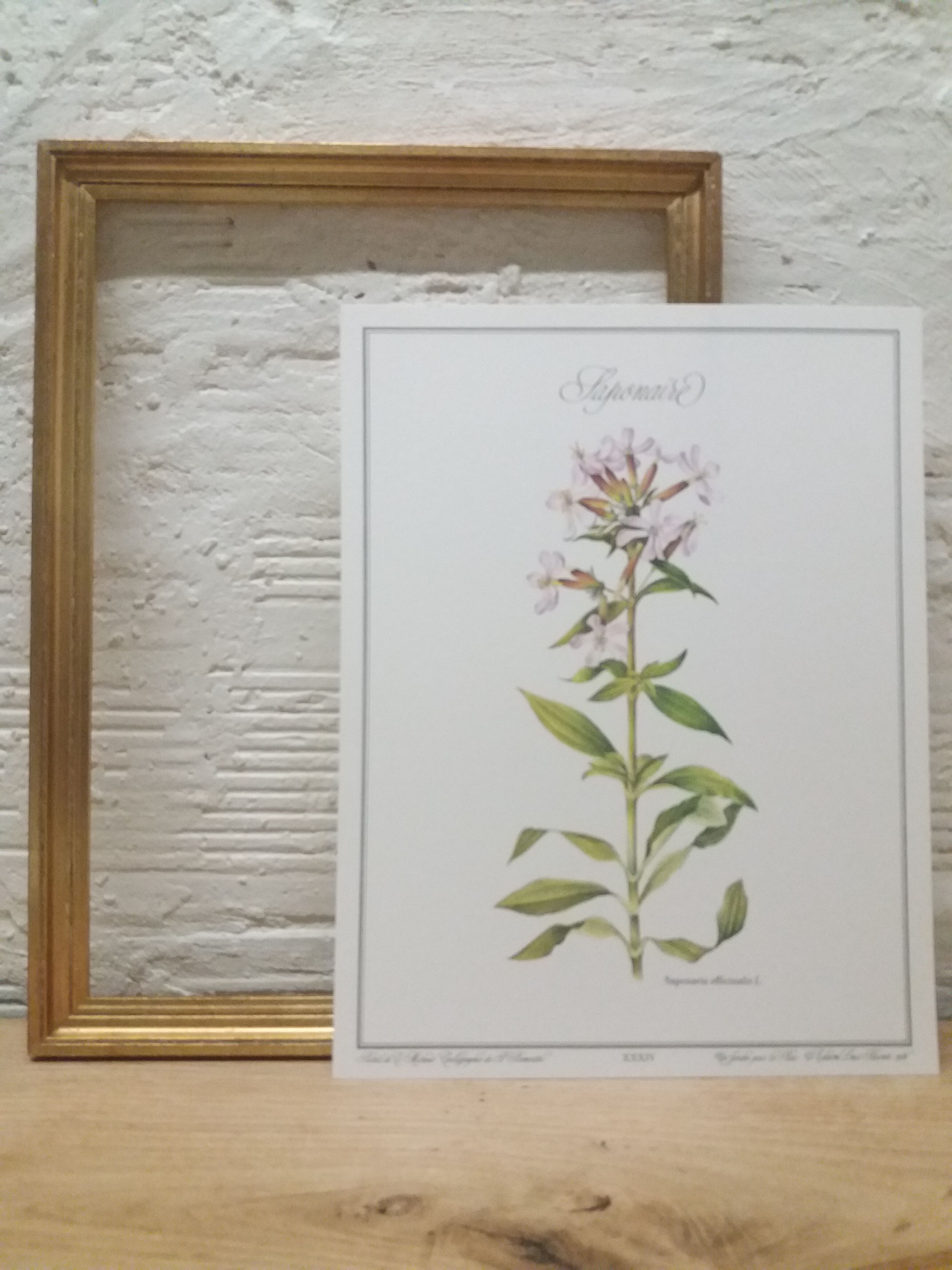 Botanical plank Saponaire