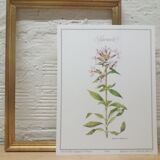 Botanical plank Saponaire