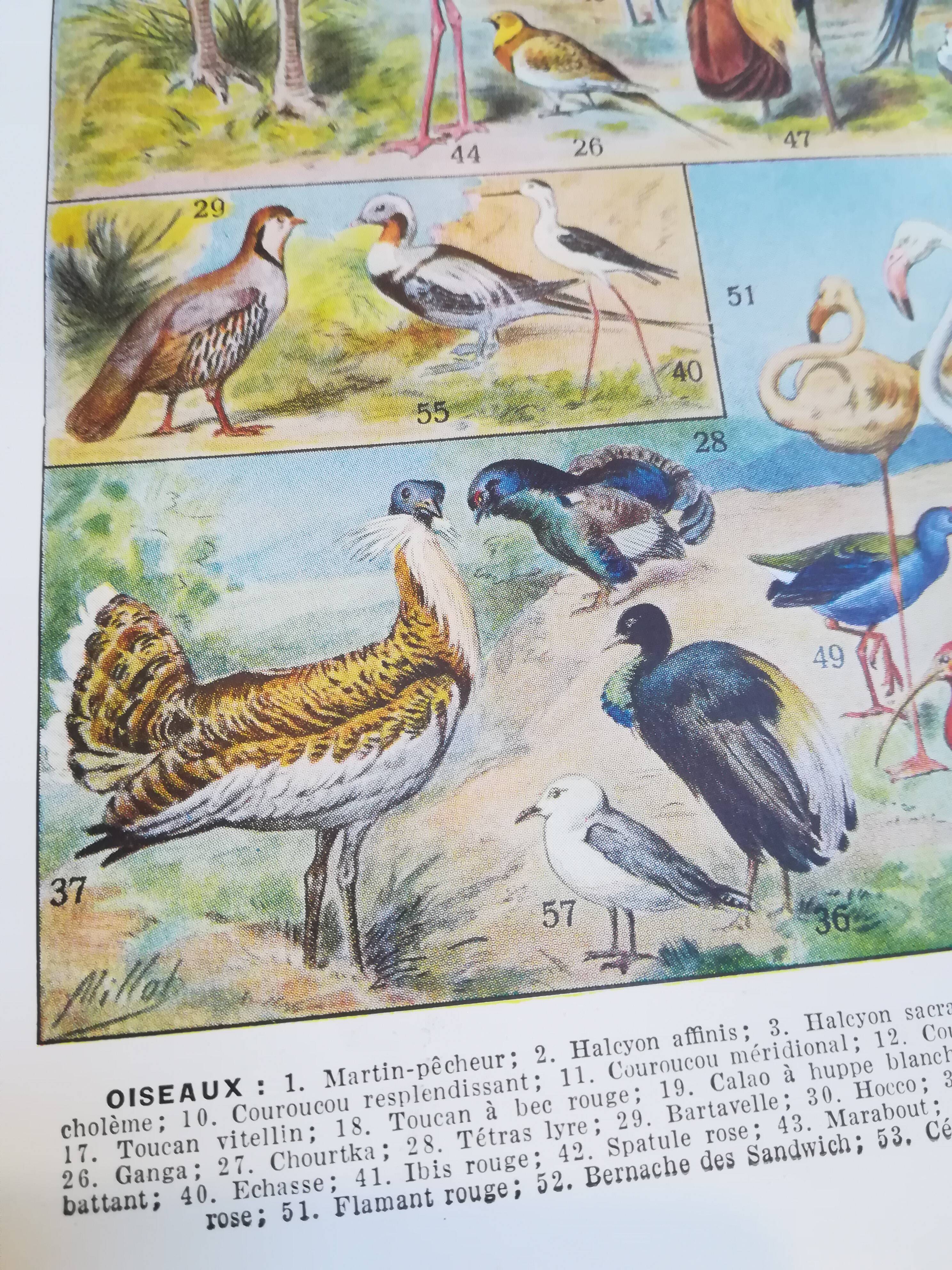 Lithograph on birds of 1928 "ostrich"
