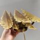 HUGE Brutalist Brass Wall Lamp by Svend Aage Holm Sørensen, Denmark 1960s