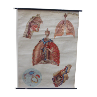 Affiche scolaire et pédagogique médecine le corps humain le système respiratoire numerotée 2036 vintage et collector