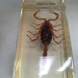 Insects under inclusion of resin