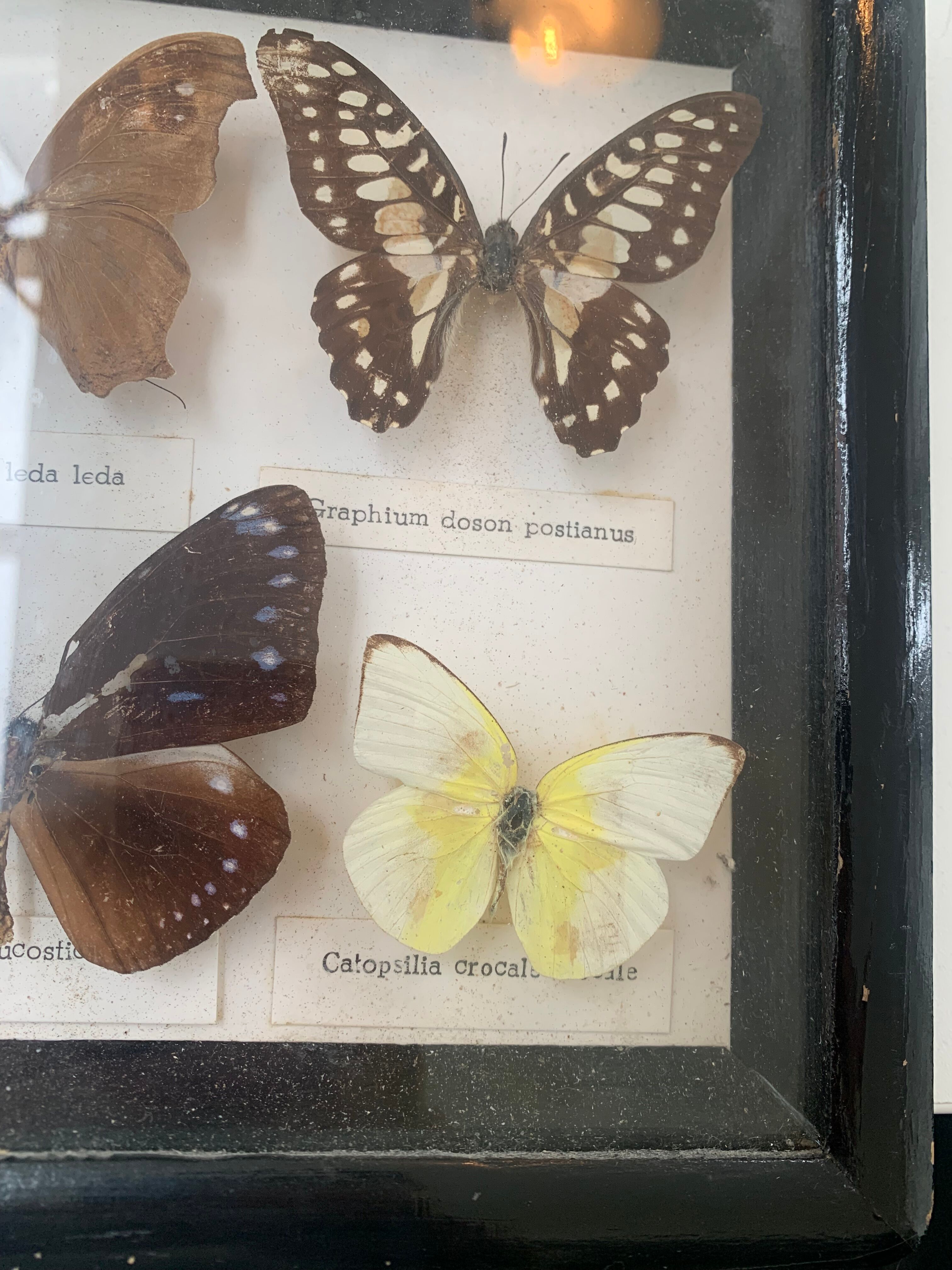 Cadre vintage de papillons, taxidermie