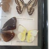Vintage Display Of Butterfly's, Taxidermy