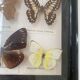Cadre vintage de papillons, taxidermie