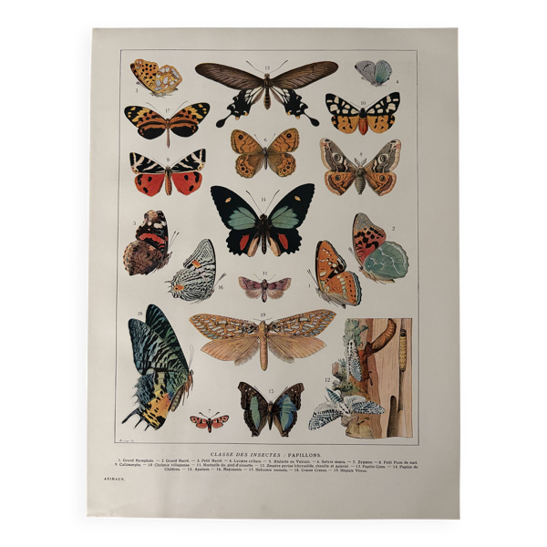 Ancienne planche illustrée sur les papillons - 1920 — Beyit