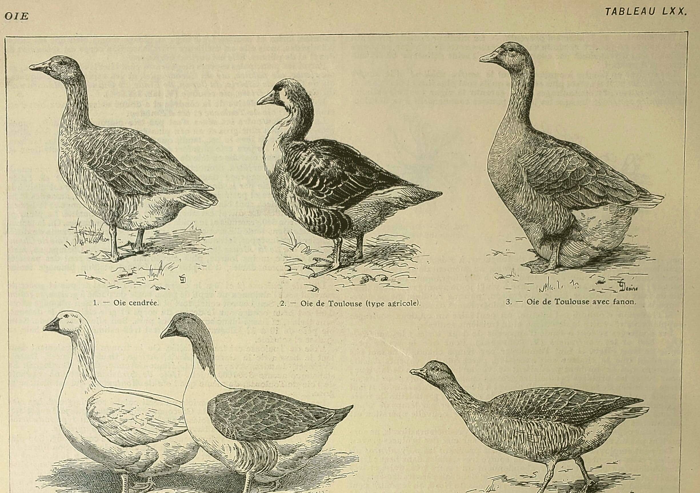 Antique engraving from 1921. Serving trolley - Farm goose. Vintage illustration