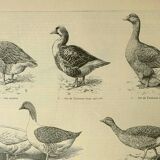 Antique engraving from 1921. Serving trolley - Farm goose. Vintage illustration