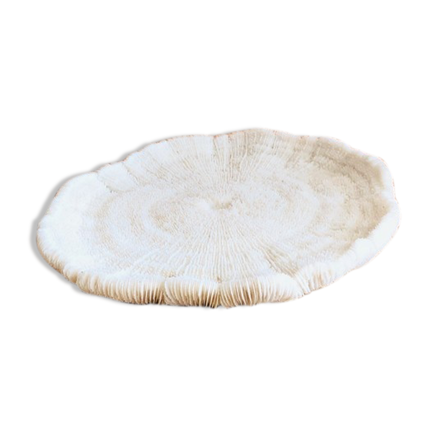 Coral fungia