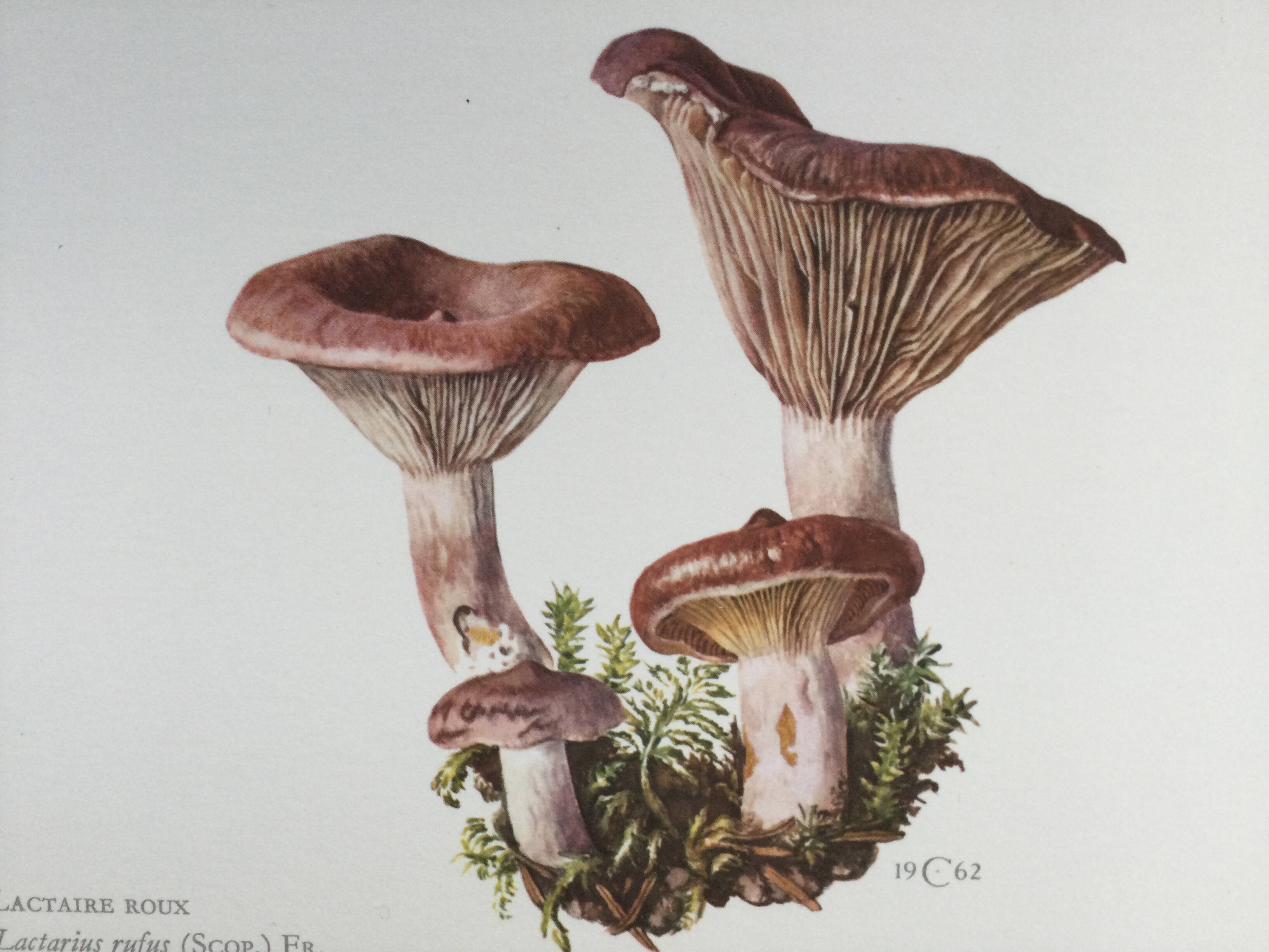 Botanical illustration "mushrooms", 1960s