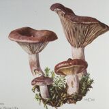 Botanical illustration "mushrooms", 1960s