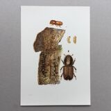 Vintage Insect Print, Old Illustration from the 60s