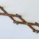 Old wooden wall coat rack